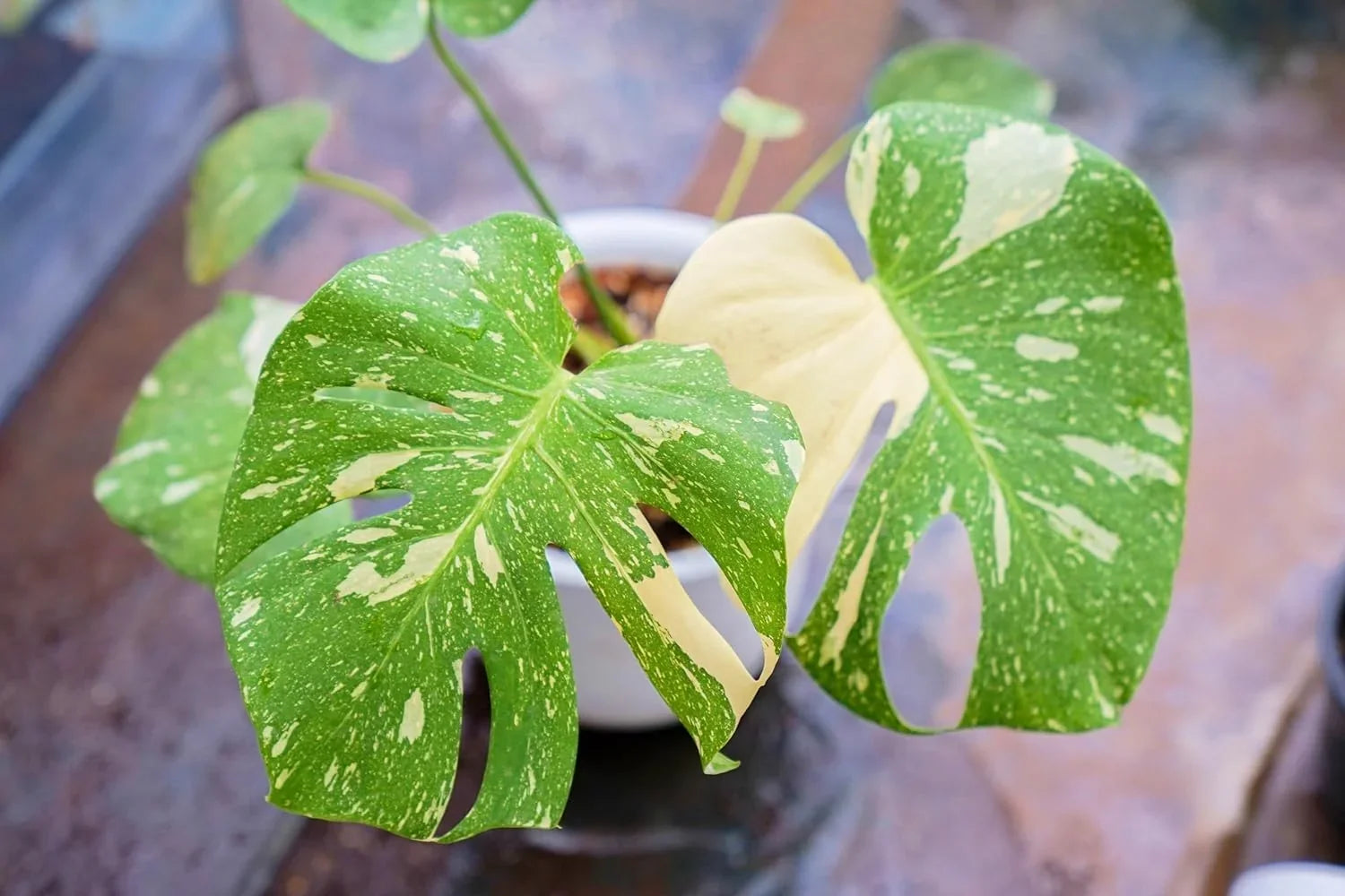 Rare Nursery 'Thai Monstera 4 Constellation Thai Inch Live deliciosa Plant - Indoor Monstera Constellation' Pot Extremely Houseplant in a - -