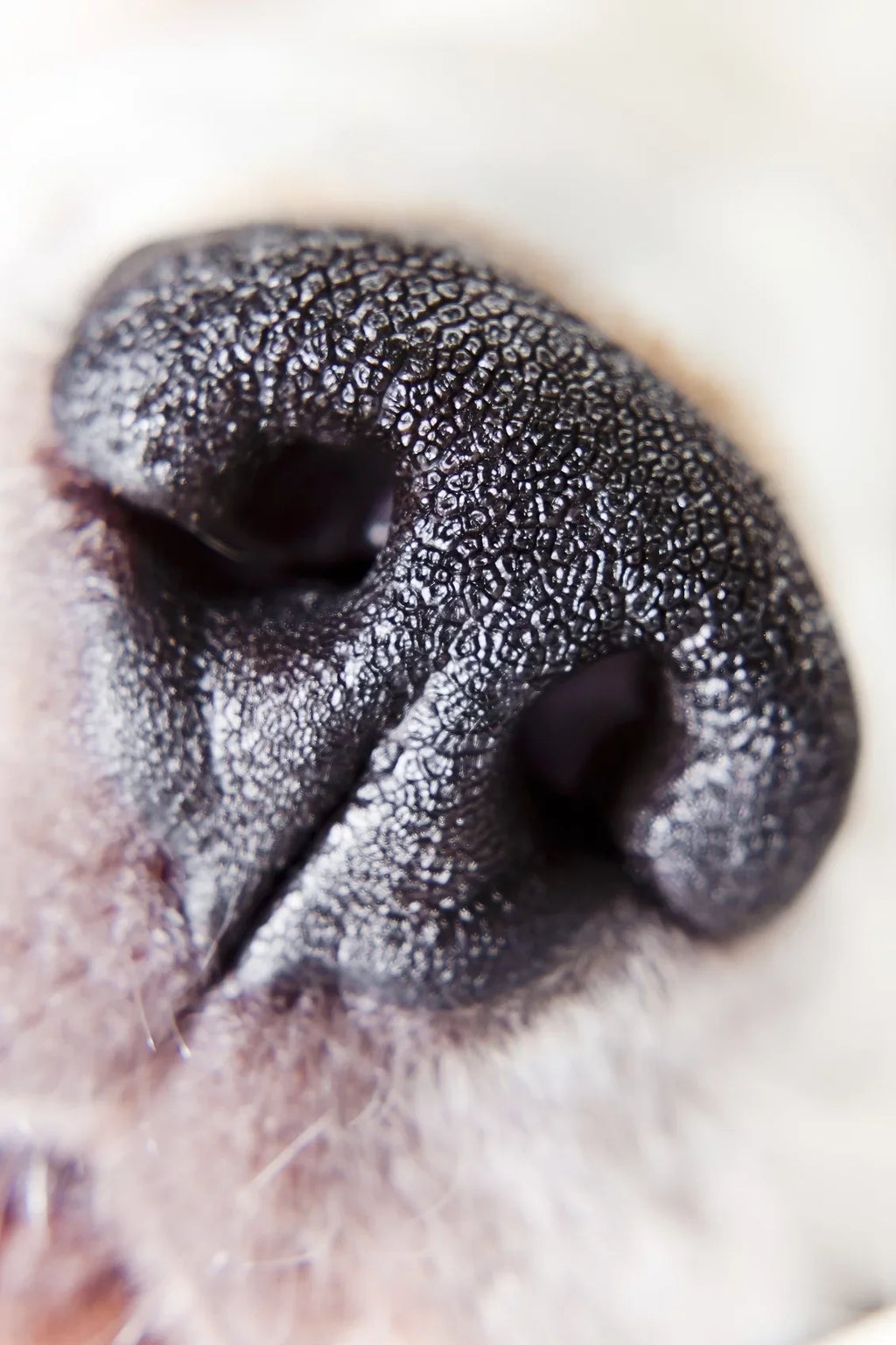Close-Up II Lens 10x (Macro) Adapter) Canon X G7 Definition 2 Lens Mark (Includes PowerShot High Close-Up Element