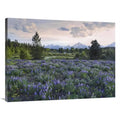 Fitzharris Art National 30 Teton Park, Meadow, x - Wyoming Tim Print Lupine Grand 40 in.