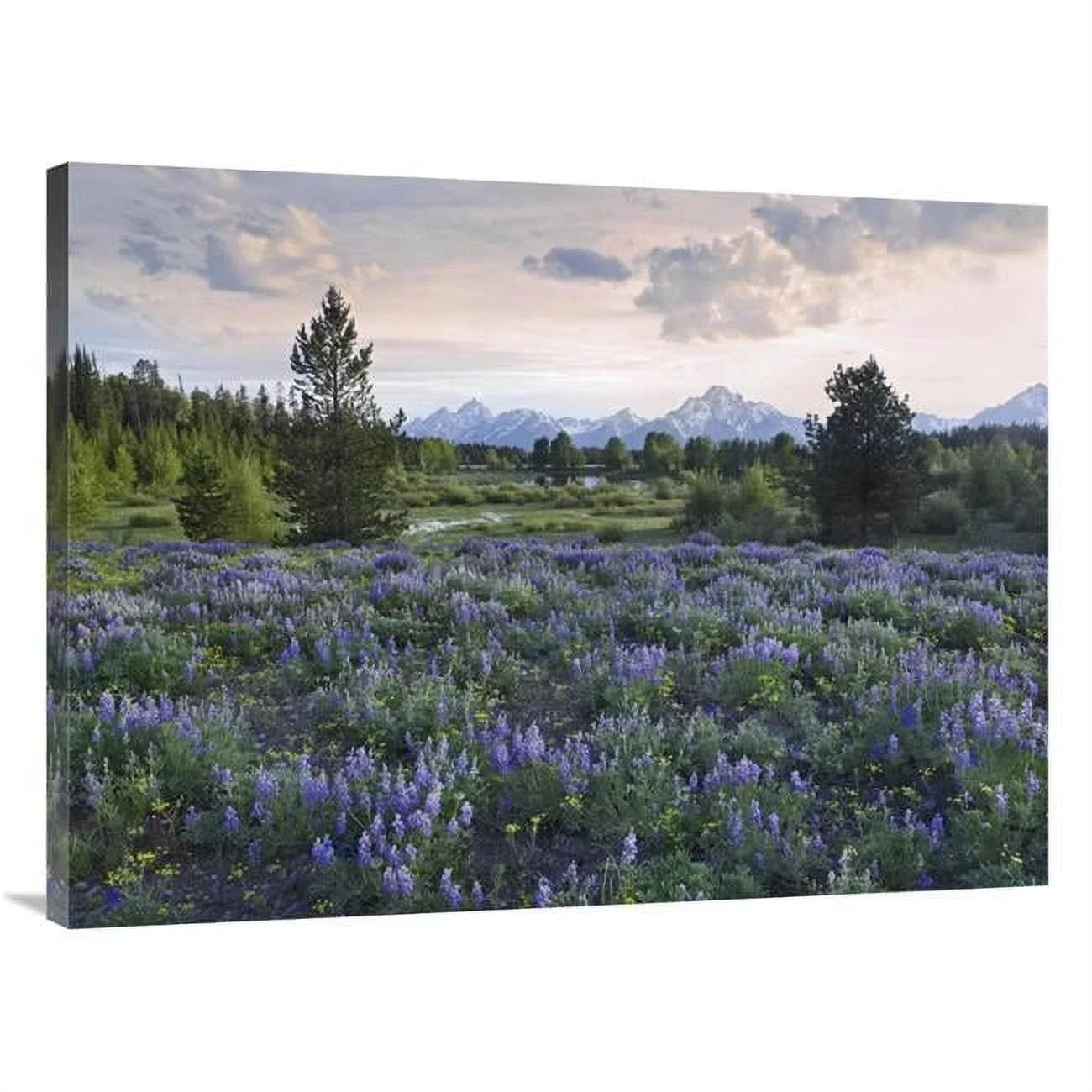 Fitzharris Art National 30 Teton Park, Meadow, x - Wyoming Tim Print Lupine Grand 40 in.