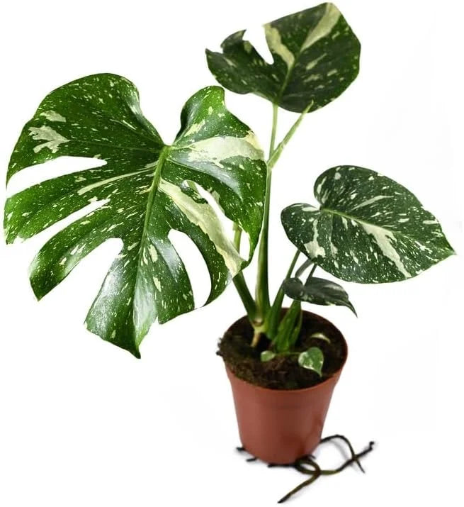 Rare Nursery 'Thai Monstera 4 Constellation Thai Inch Live deliciosa Plant - Indoor Monstera Constellation' Pot Extremely Houseplant in a - -