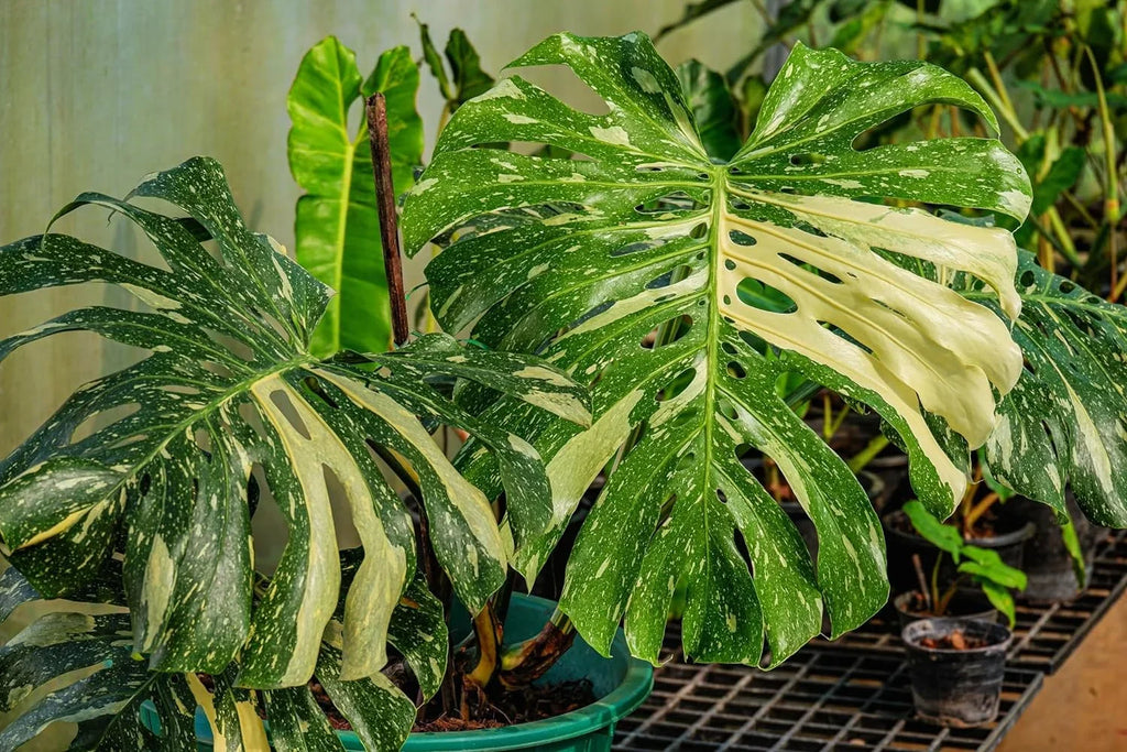Rare Nursery 'Thai Monstera 4 Constellation Thai Inch Live deliciosa Plant - Indoor Monstera Constellation' Pot Extremely Houseplant in a - -