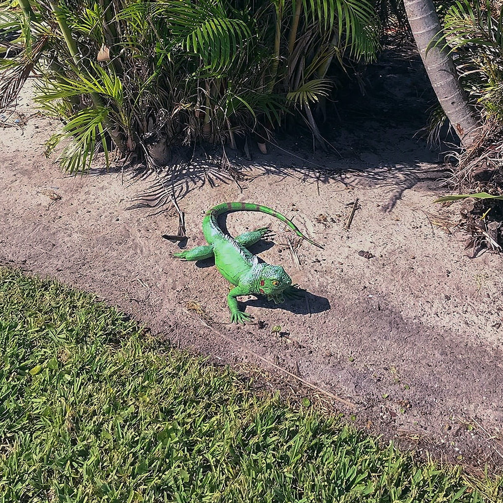 Large Life Iguana Giant Reptile XL Lizard Prop Foam Filled Size Movie Bearded Dragon Green Rubber